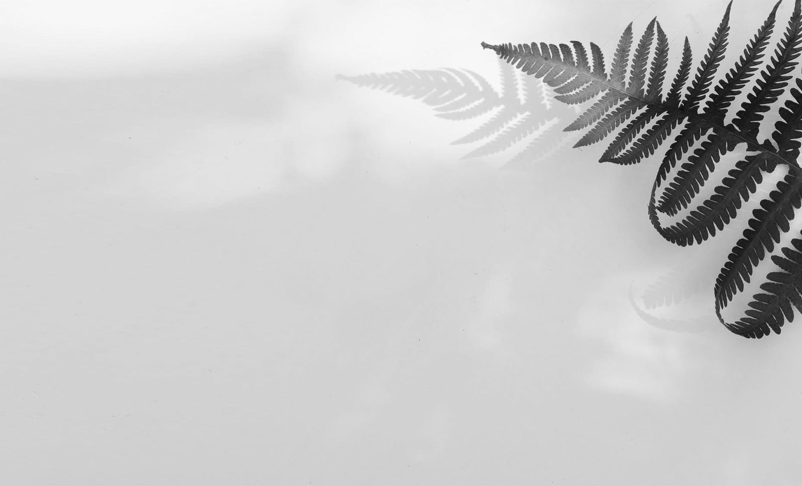 leaf02.jpg